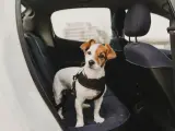 Perro con su cinturón específico en la parte trasera de un coche