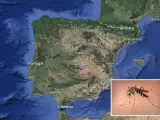 Imagen de un mosquito tigre sobre el mapa de España.