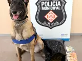 Laika, la perra de la unidad canina de la policía local de Girona que descubrió la droga.