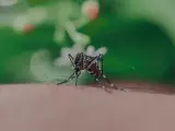 Mosquito chupando la sangre de la piel.