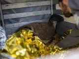 Una riada a causa de las lluvias ha arrastrado a parte de un rebaño de ovejas que pastaban en Matadepera (Barcelona).