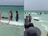 La sorprendente aparición de un oso negro en una playa causa furor en la gente