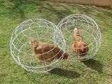 El Chicken Orb asegura proteger a las gallinas.
