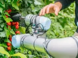 IA para cultivar tomates