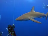 Imagen de unos buceadores nadando entre tiburones.
