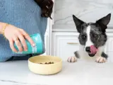 Un perrito disfrutando de una alimentaci&oacute;n natural.