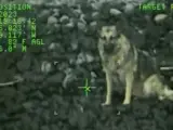 La Guardia Costera resata a una perra tras caer desde más de 90 metros de un acantilado