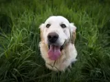 Un perro rodeado de hierba