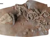 Hallan el esqueleto fósil de una nueva especie de reptil de hace unos 270 millones de años en unas rocas de Mallorca