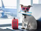 Antes de viajar, consulta a la línea aérea si tu mascota entra dentro de las condiciones.