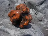 Piedra de ámbar gris extraída del cachalote varado en La Palma.