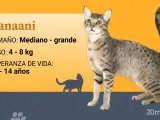 El kanaani presenta un patr&oacute;n rayado similar al del gato mont&eacute;s africano: puntos en el cuerpo y rayas en patas y cola.