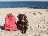 Es aconsejable preparar una mochila o una bolsa con el material y la documentación para el perro.