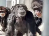 La reserva para chimpancés de la organización Save The Chimps en Florida ha celebrado la nueva vida de Vanilla con un enternecedor vídeo, que se ha hecho viral en redes sociales, en el que se ve su reacción al estar por primera vez al aire libre en sus 28 años.