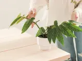 La begonia es una planta reconocida por su capacidad de absorber la humedad ambiente.