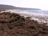 Los Caños de Meca cubierta por un manto de alga invasora