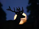 Imagen de la superluna del Ciervo, la luna llena de julio, tras la silueta del mismo animal, visto en Dinamarca en 2022.