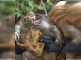Miembros del Equipo de Naturaleza de la Guardia Civil (Seprona) y el equipo de Safari Madrid rescataron este fin de semana a una gigantesca tortuga mordedora (Chelydra serpentina)