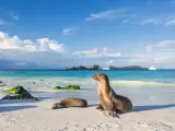 Leones marinos de las Galápagos en la playa de la isla Española.