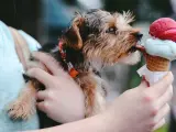 Un perro comiendo un helado.
