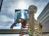 Al nacer, tenemos 300 huesos, que se reducen a unos 206 a la edad de 25 años aproximadamente.