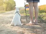 Disfruta de los paseos con tu perro.