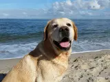 Un labrador retriever en la playa.