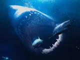 'Tiburón negro'