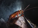 Imagen de una cucaracha.