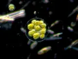 Alga bajo vista microscópica.