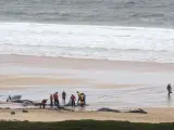Las ballenas encalladas en una playa de Escocia.
