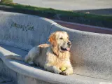 Un perro sentado en el banco de piedra de un parque en A Coruña.