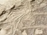 Fósil micro-raptor comiendo restos de un mamífero en una imagen de archivo.