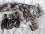 Los gatitos amasan alrededor de los pezones de la madre para estimular la salida de leche, y pueden ronronear a partir de 2 días de vida.