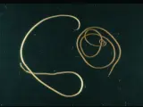 Los nematomorfos son un tipo de gusanos parasitoides con más de 300 especies.