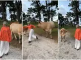 Una 'tiktoker' recibe una cornada de una vaca.