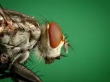 Esta mosca no sabe lo que se le viene encima.
