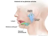 Anatomía de las glándulas salivales