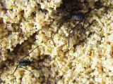 Insectos marinos 'Halobates' en una playa de Haw&aacute;i.