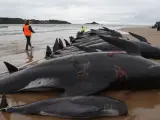 Mueren 51 ballenas piloto tras quedarse varadas en una playa de Australia