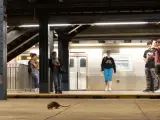 Una rata busca comida en el andén del metro de la estación Columbus Circle - 59th Street el 8 de mayo de 2023, en Nueva York.