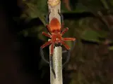 Araña cangrejo gigante en el Parque Nacional Yasuní (Ecuador).