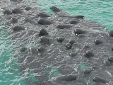 Ballenas varadas en una playa de Australia.