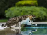 A muchos gatos no les gusta el agua a causa de que su pelaje no repele el l&iacute;quido sino que lo absorbe, lo que les entorpece e incomoda.