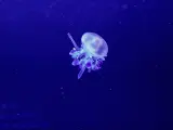 Medusa Rhizostoma Luteum, conocida como medusa 'alien'