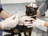 Un gato en el veterinario.
