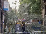 Una joven de 20 años ha muerto al caerle encima una palmera en el barrio de Ciutat Vella de Barcelona.