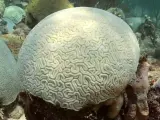 Coral blanco debido al calentamiento del agua.