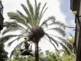 Un operario de Parques y Jardines del Ayuntamiento de Barcelona revisando una palmera datilera.