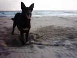 La perra Pelusa, disfrutando de la playa en Menorca.